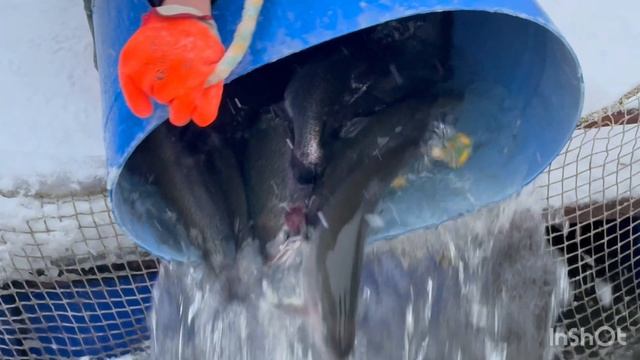 Очередная партия Форели,навеска 1.3-2+кг смотреть онлайн