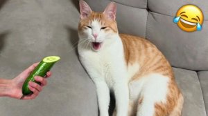 СМЕЙСЯ ДО СЛЁЗ 🤣 ВЕСЕЛАЯ ПОДБОРКА ПРИКОЛОВ С ЖИВОТНЫМИ😁