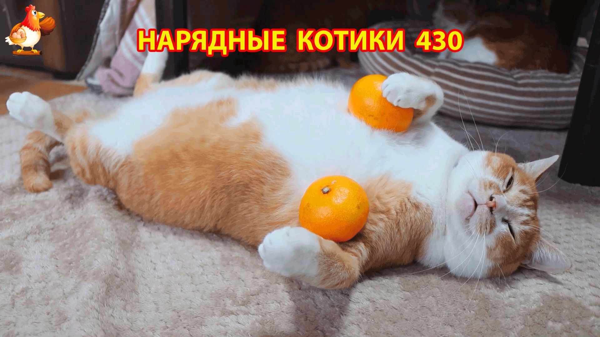 Нарядные Котики расслабляются на солнышке 🌞 🐈🐈🐈 (430) смотреть онлайн