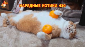 Нарядные Котики расслабляются на солнышке 🌞 🐈🐈🐈 (430)