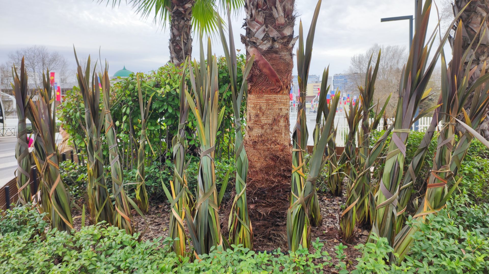 Зимний уход за растениями на юге России смотреть онлайн