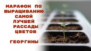 Раскрываем секреты: как вырастить цветы из семян и сделать сад сказкой." Георгины