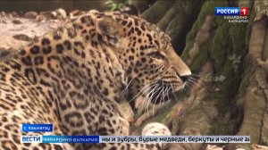 Высокогорный заповедник КБР празднует 50 лет