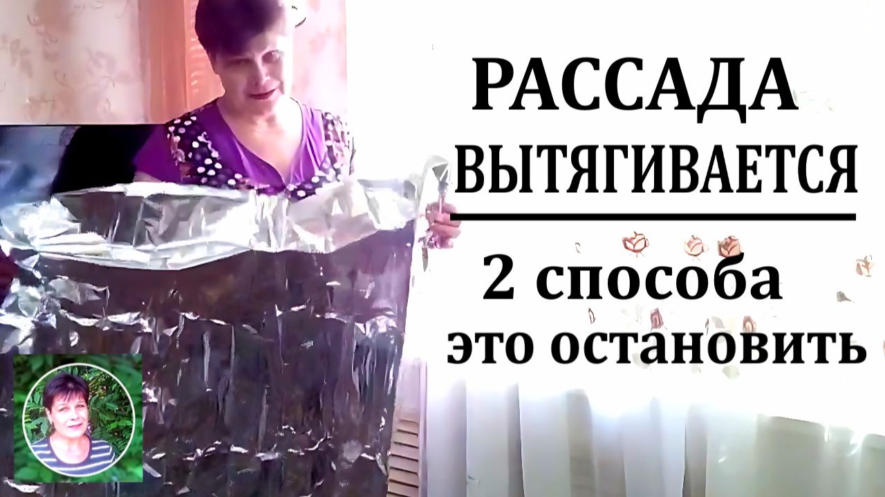 Ваша рассада больше не будет ни вытягиваться, ни клониться в одну сторону  2 простейших способа смотреть онлайн