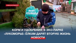 Корм и удобрения: в эко-парке «Лукоморье» ёлкам дарят вторую жизнь