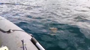 Ловим сразу по две камбалы!