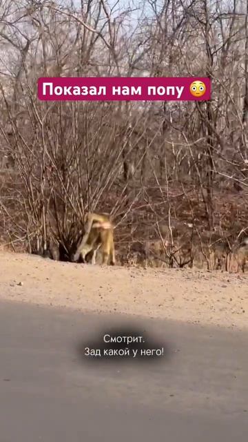 Идем из Зимбабве в Замбию пешком. Про автотрип по Африке без гидов в профиле! 7 стран за 3 недели✅ смотреть онлайн