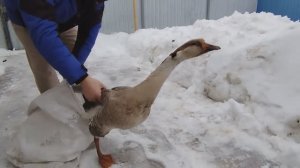 Что за порода? Я на работу, муж на хозяйство