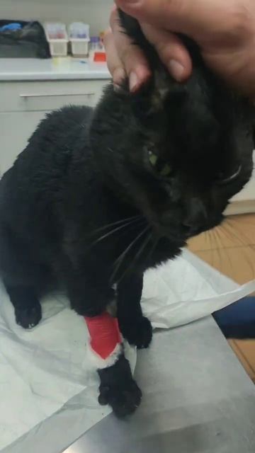 Сумрак кот с больными почками⬛поездка в клинику помощь коту +7(985)152-84-08 т-банк на анализы смотреть онлайн