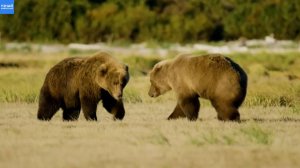 Вот как дикие животные выясняют отношения между собой