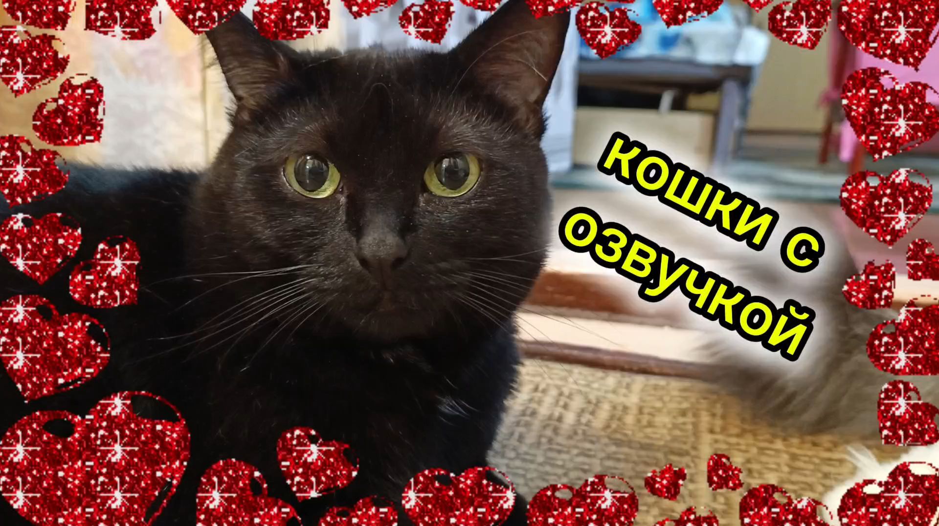 Кошки с озвучкой. смотреть онлайн