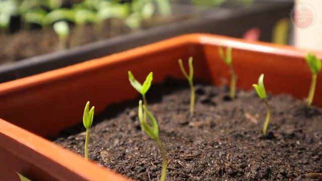 Когда сажать сладкий перец на рассаду? Ориентируемся по регионам. смотреть онлайн