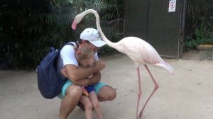 На нас напал смешной фламинго в зоопарк