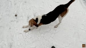 Гуляю с Русским пегим. 12.01.2026 год.