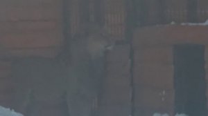 Перекличка с другим львом, и задача_как достать Симочку 14.01.2026г