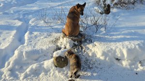 Снежная деревня, жадный снегирь и зимнее солнце