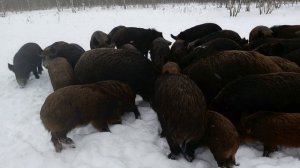 Охота на Кабана