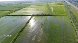 В Дагестане расширяют рисовые поля