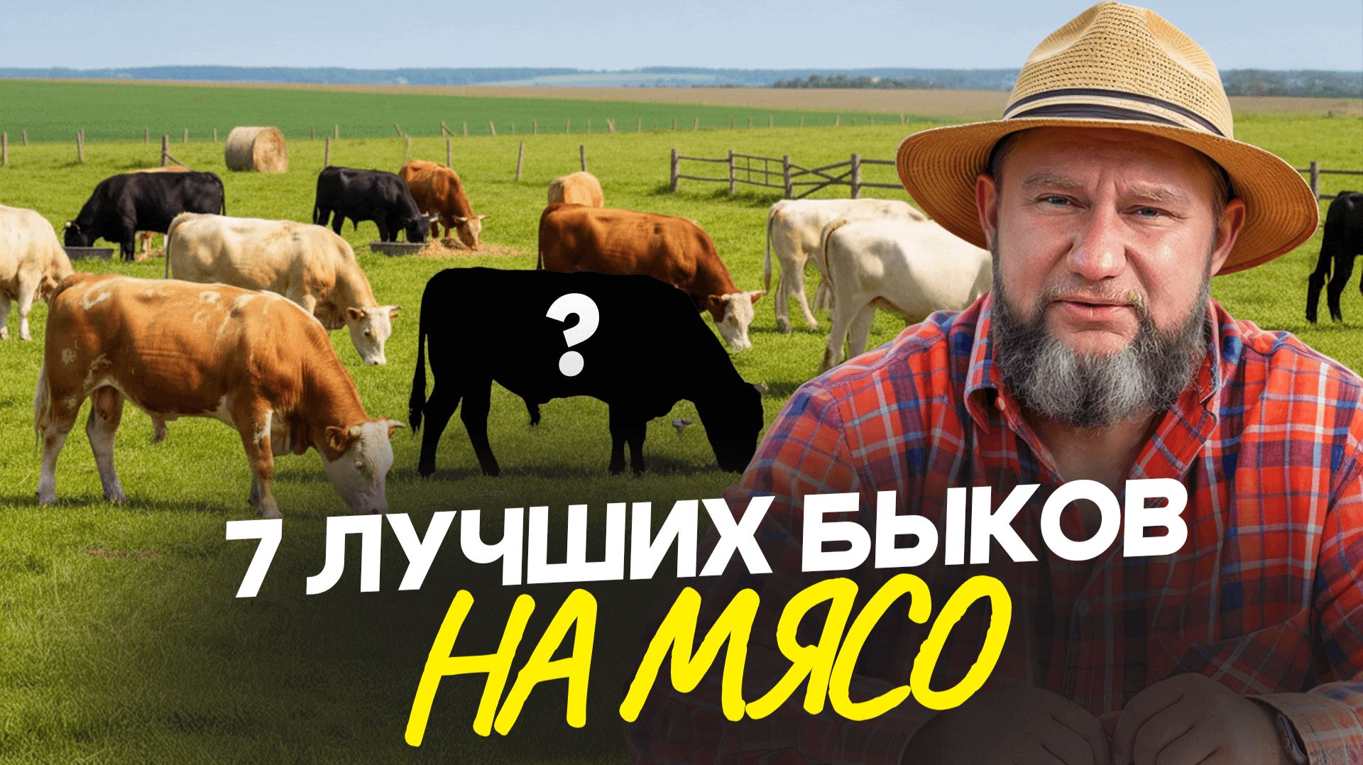 Лучшие мясные породы быков. Кого брать на откорм для вкусного мяса?