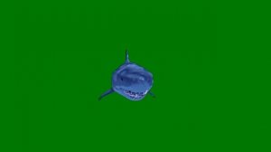 ФУТАЖ ХИЩНАЯ РЫБА АКУЛА