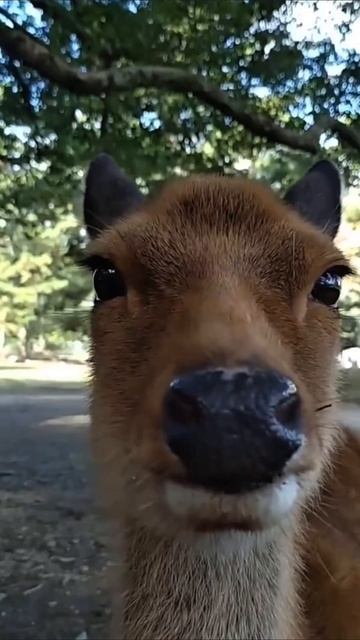 это новости #приколы #прикол #юмор смотреть онлайн