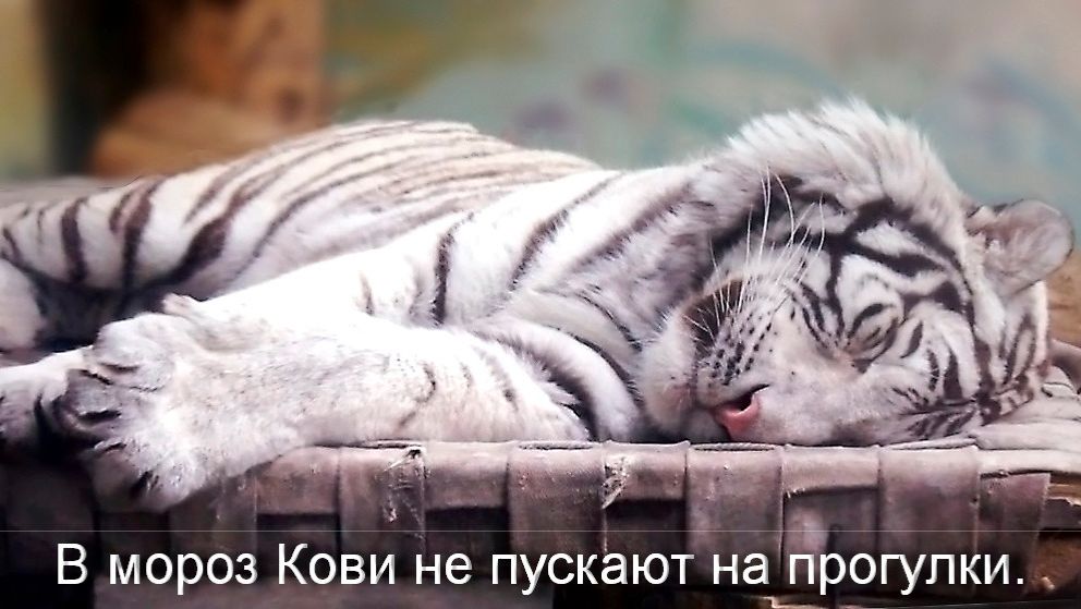 В мороз Кови не пускают на прогулки и он отдыхает в закрытом вольере. смотреть онлайн