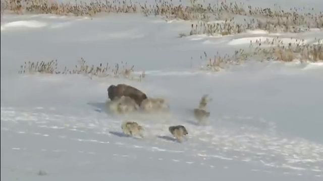 Охота 10. смотреть онлайн