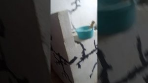 Первый раз в жизни пробую побелить печь😇