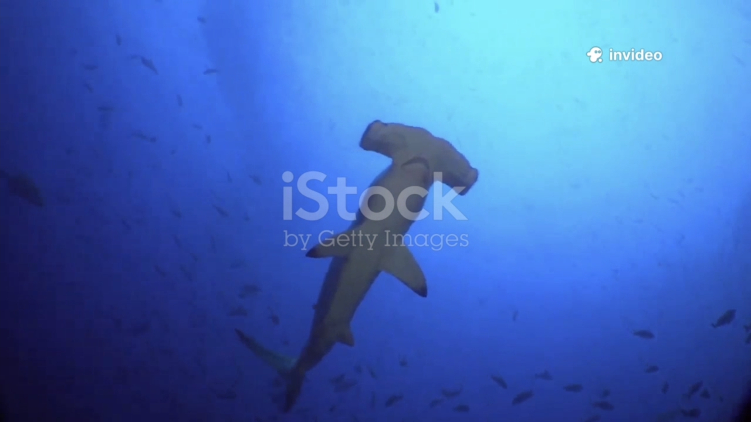 Удивительные факты о акуле молот смотреть онлайн