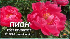 Гибрид "ROSE REVERENCE"/Сад Ворошиловой