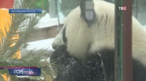 В рамках акции "Елочный круговорот" отслужившие ели превратят в полезный материал