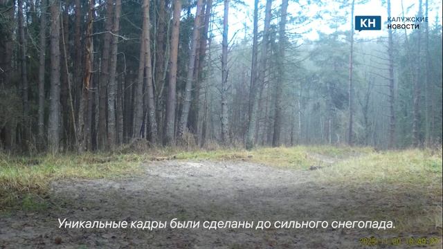 Скрытный волк попал в фотоловушки калужского заповедника перед снегопадом смотреть онлайн