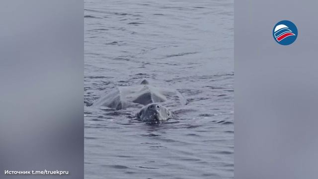 Встреча с гигантом: черепаха невероятных размеров поразила рыбаков в Атлантике смотреть онлайн