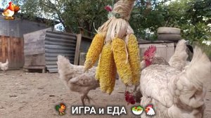 Кормление кур овощами и фруктами для зарядки и от скуки 🥗🐓🤗  (41)
