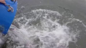 Зарыбление водоёма и раздача форели на спорт зоне!!!