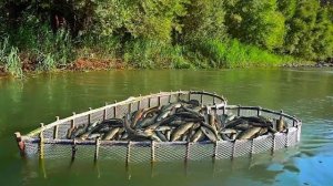 Отличная рыбалка на реке / Ловля крупной рыбы на реке / Гарантированный улов каждый день