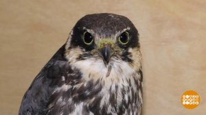 Птичку жалко! Надо спасать... Доброе утро. Фрагмент выпуска от 15.01.2026