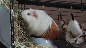 Морская свинка трансляция!🤗💜🩷