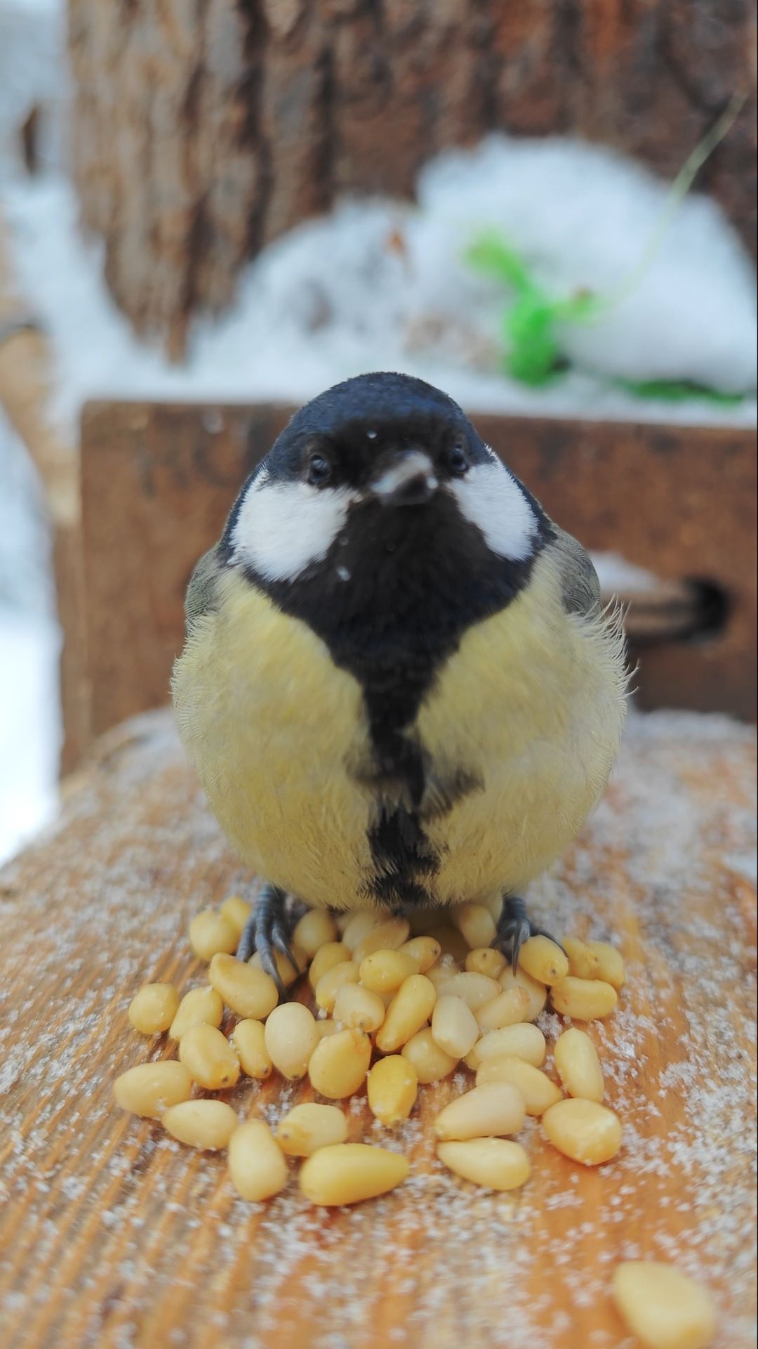 Знакомая синица смотреть онлайн