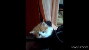 Маленькая жизнь