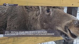 В РОССИИ ОТМЕЧАЮТ ДЕНЬ ЛОСЯ