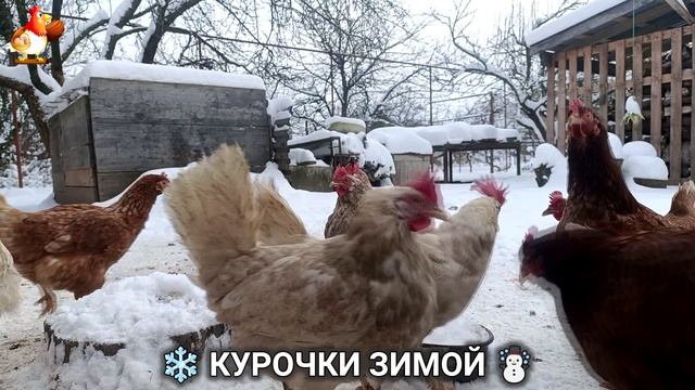 Куры зимой очень счастливы 🤗❄️⛄ (14) смотреть онлайн