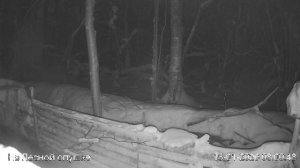 LIVE: На лесной опушке. Природа онлайн