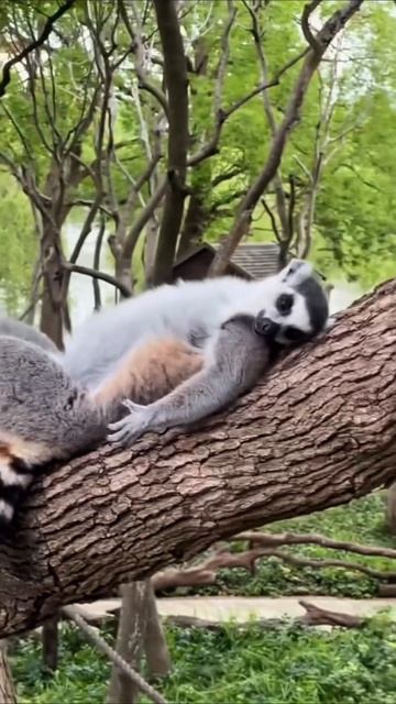 как же я устал #приколы #прикол #юмор смотреть онлайн