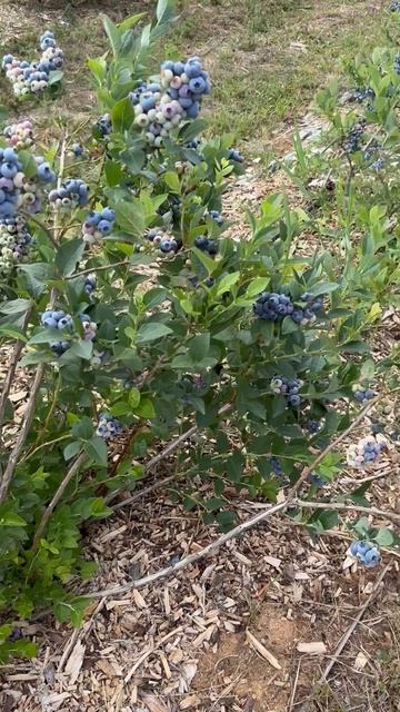 Голубика садовая сорта Блюгольд