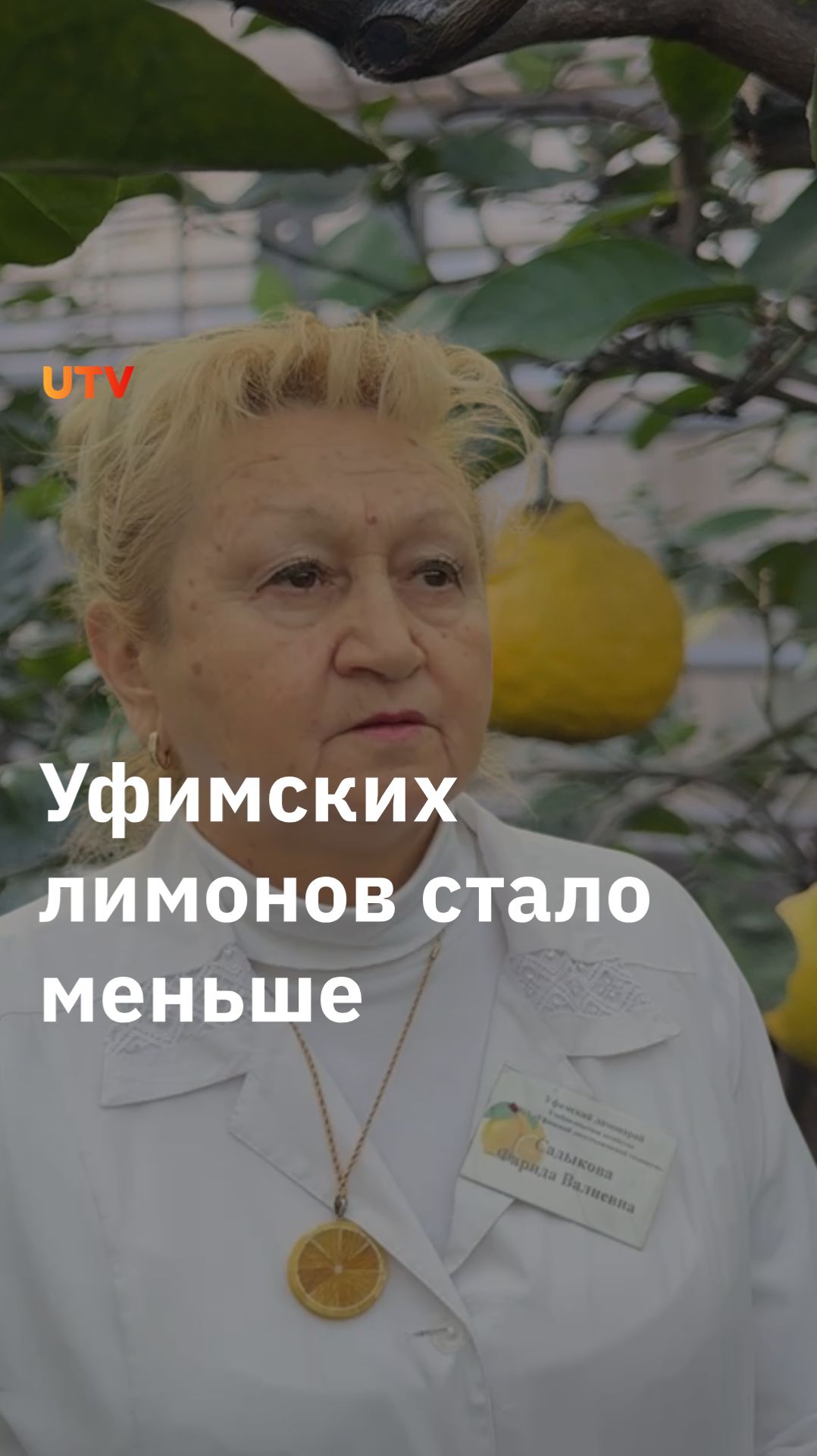 Урожай в Уфимском лимонарии упал почти в два раза смотреть онлайн