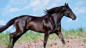 конь бежит рысью