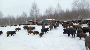 Охота на Кабана