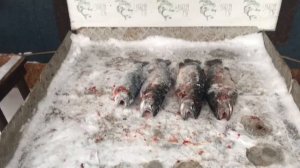 улов форели