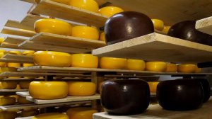 Как делают сыр на одном из самых старых производств в Самарской области